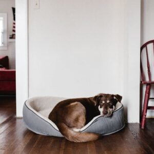 orthopedic dog bed