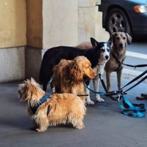 heavy duty dog leash