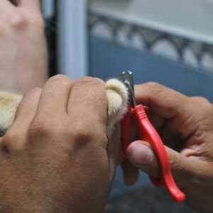 pet nail clippers