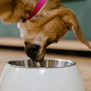 stainless steel pet bowl