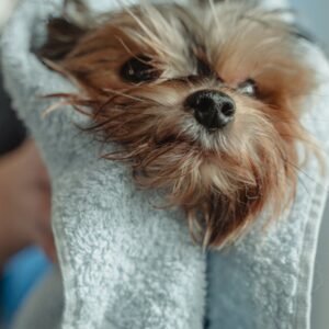 grooming pet wipes